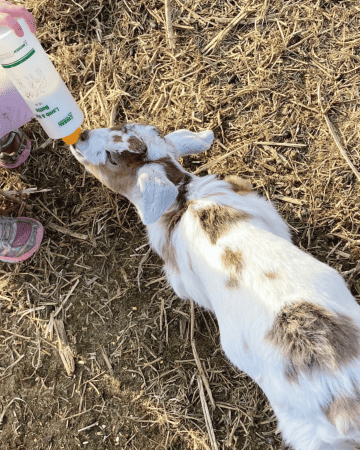 a goat kid bottle feeding