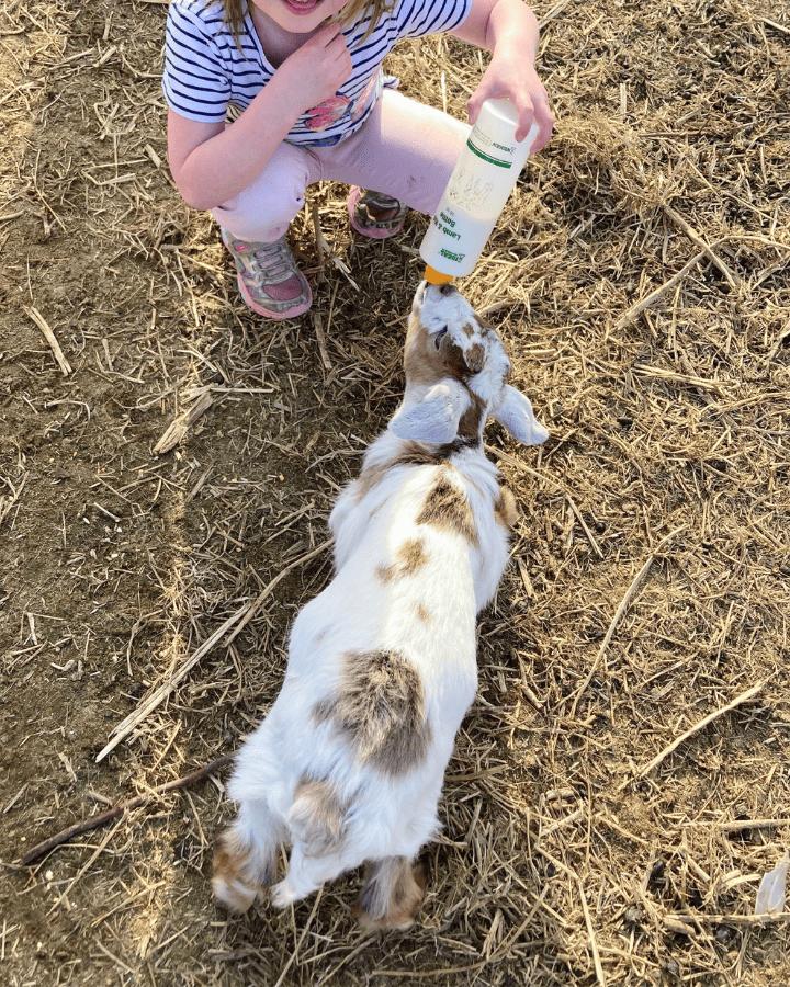 a girl bottle feeding a goat kid