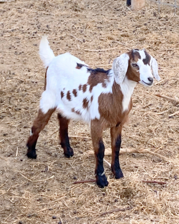 brown and white mini nubian goat kid