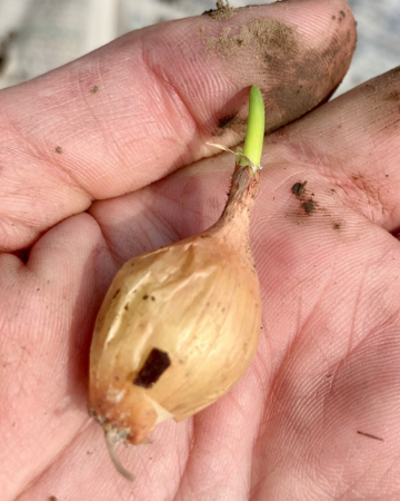 small onion bulb in the palm of a dirty hand