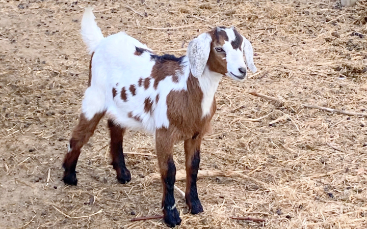 brown and white miniature nubian doeling 