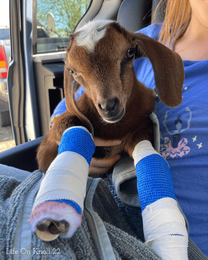 goat kid with splints