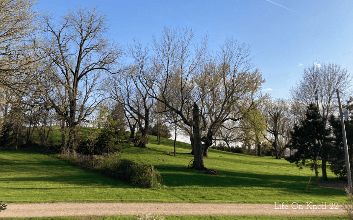 View our the window of our acreage, trees, and hill.