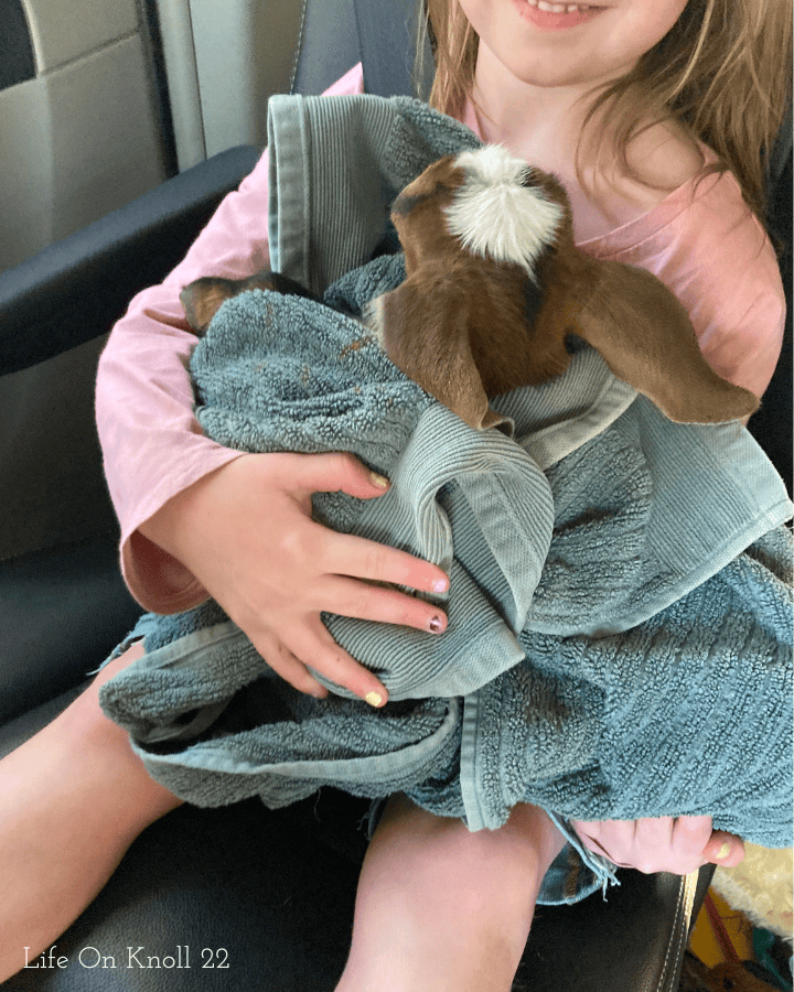 girl holding a goat kid wrapped in a towel on the way to the vet