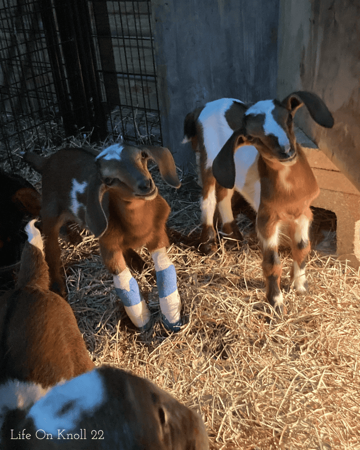 goat kid with sibling in kidding pen after splinting