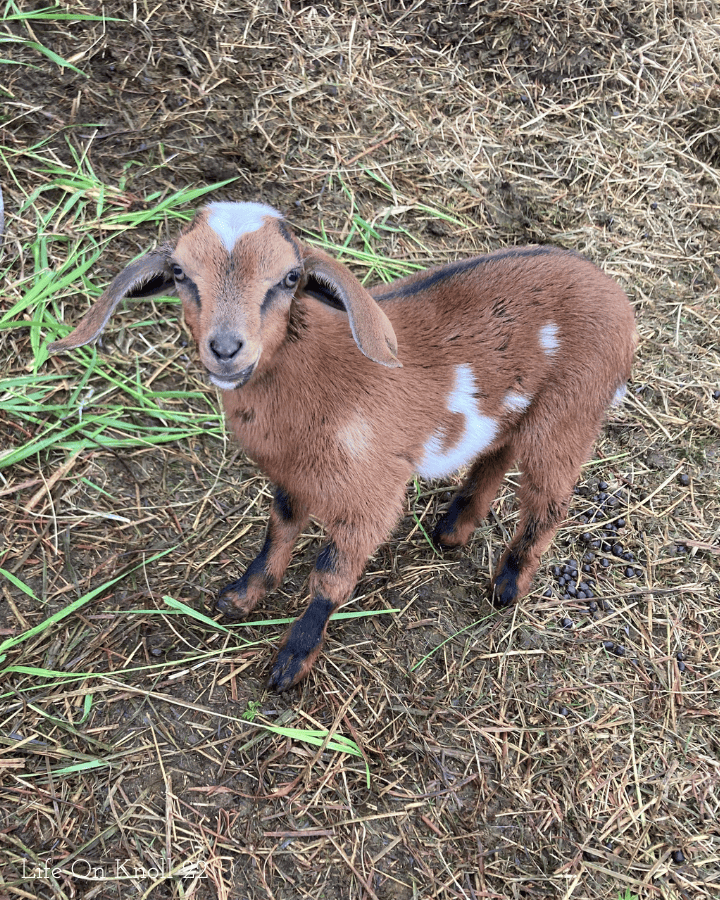 goat kid after splint removal